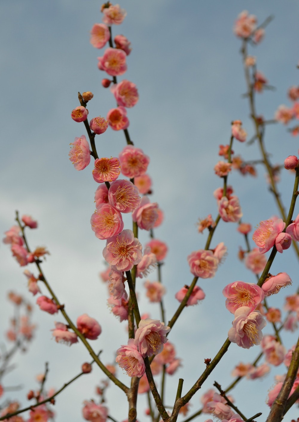 Trees that Bloom Pink in Spring