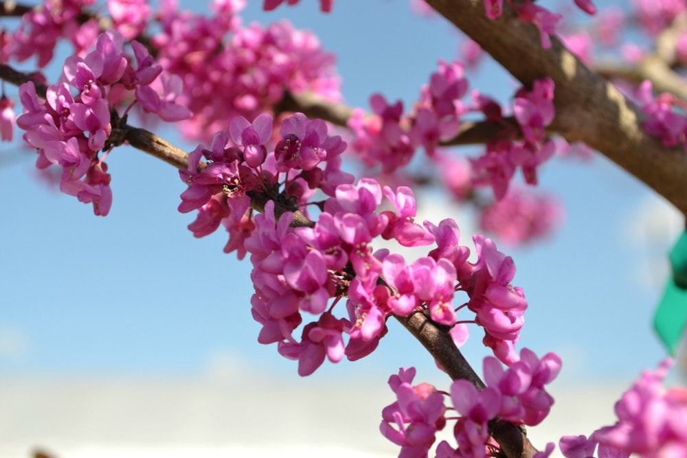 Trees that Bloom Pink in Spring 