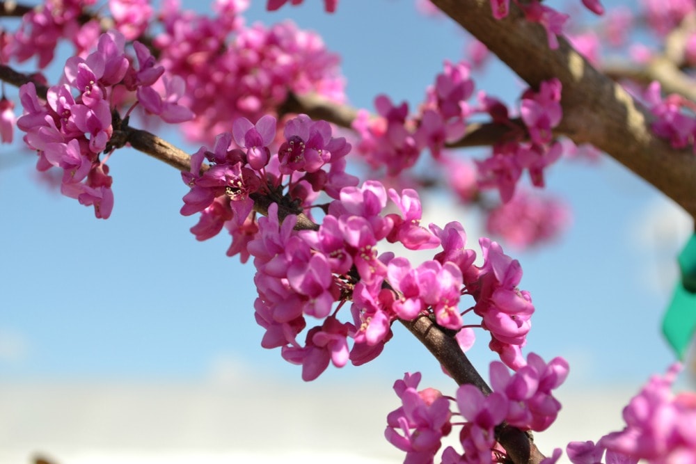 Redbud Flower 