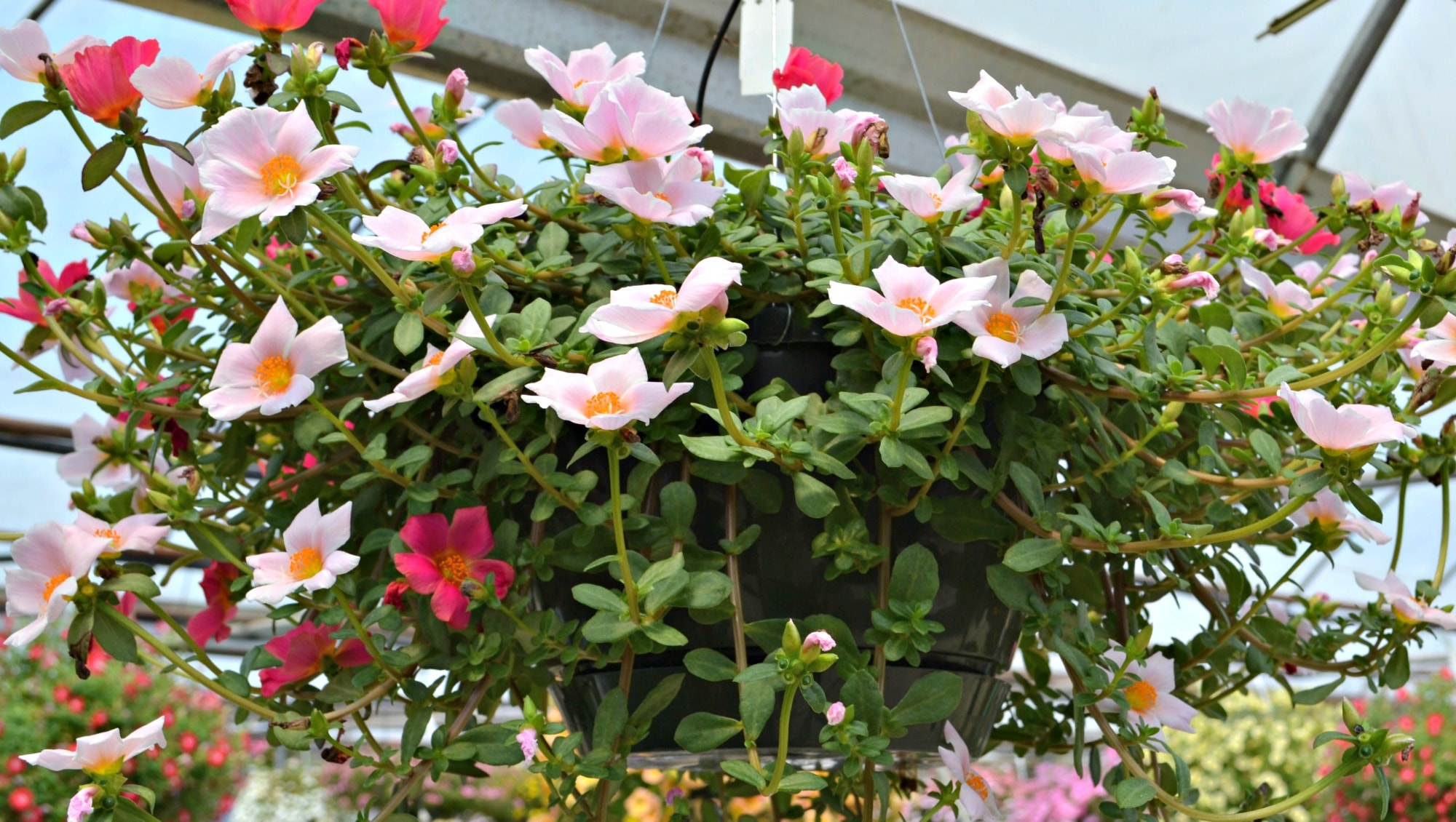 Portulaca or Moss Rose - Payne's Nurseries