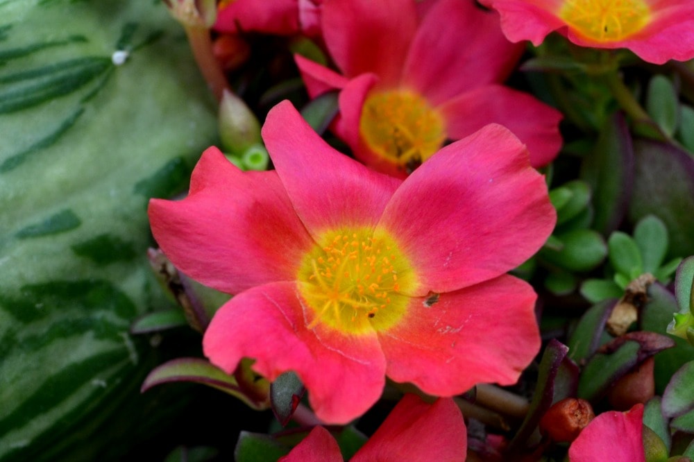 Portulaca or Moss Rose - Payne's Nurseries