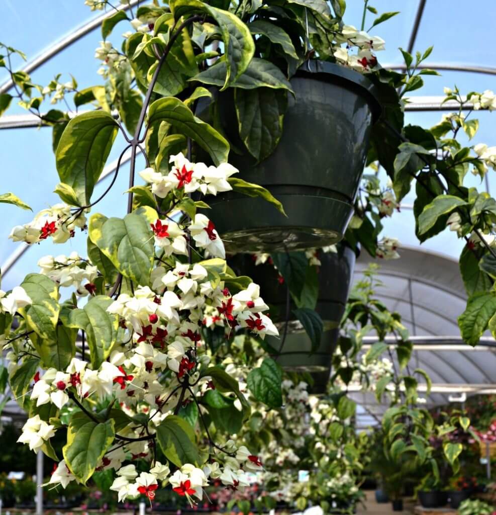 Top 5 Hanging Baskets for Shade | Fairview Garden Center