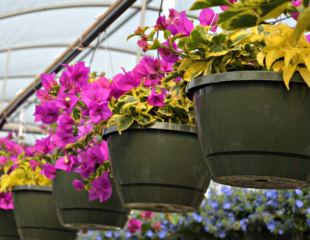 Hanging plants direct sunlight information