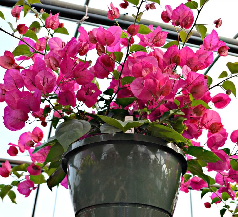 Top 5 Hanging Baskets for Sun | Fairview Garden Center