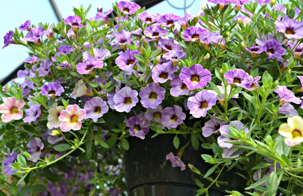 Best Hanging Baskets for Full Sun