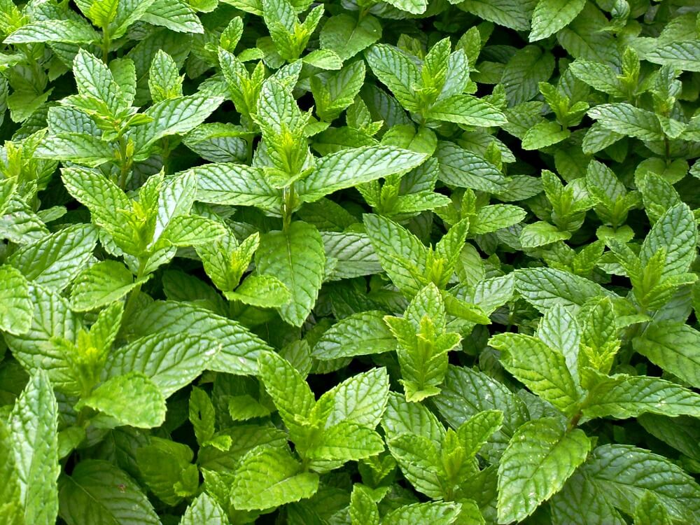 10 Plants that Repel Mosquitoes | Fairview Garden Center