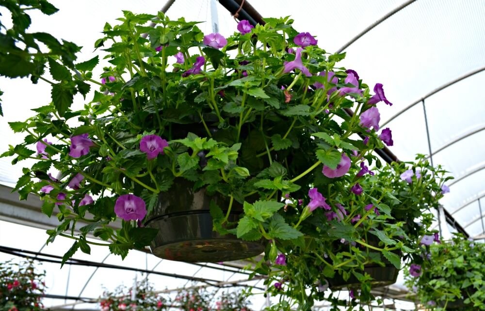 Top 5 Hanging Baskets for Shade | Fairview Garden Center