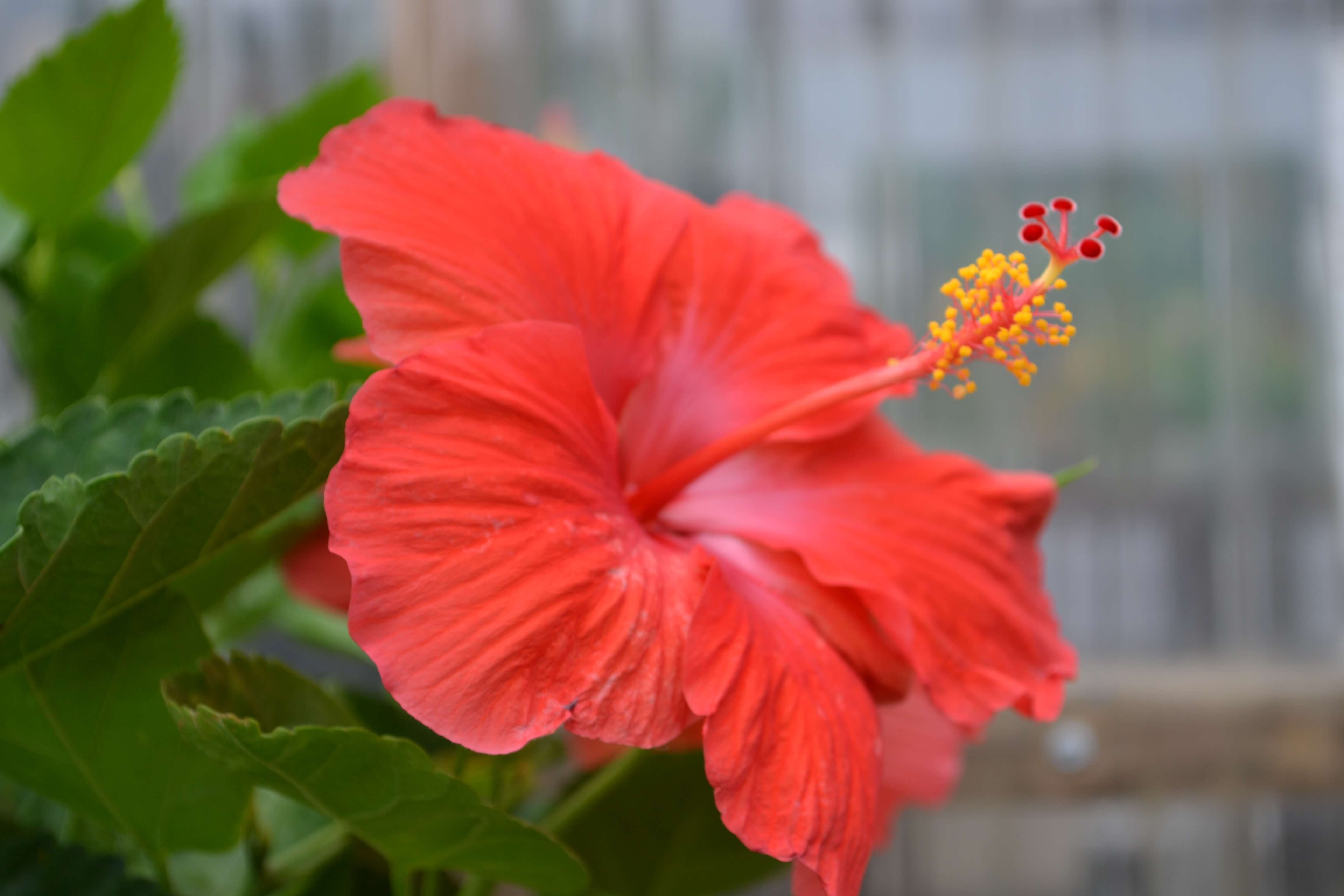 Hibiscus Growing the