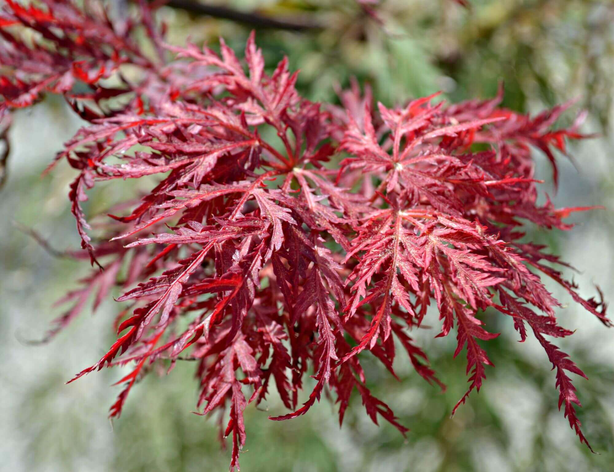 Japanese Maples E nthralled