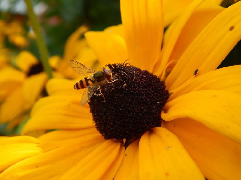 bee on a black eyed susan