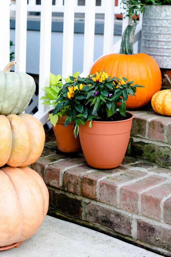 pumpkins and plants on steps