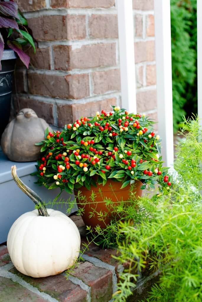 fall mum and pumpkin