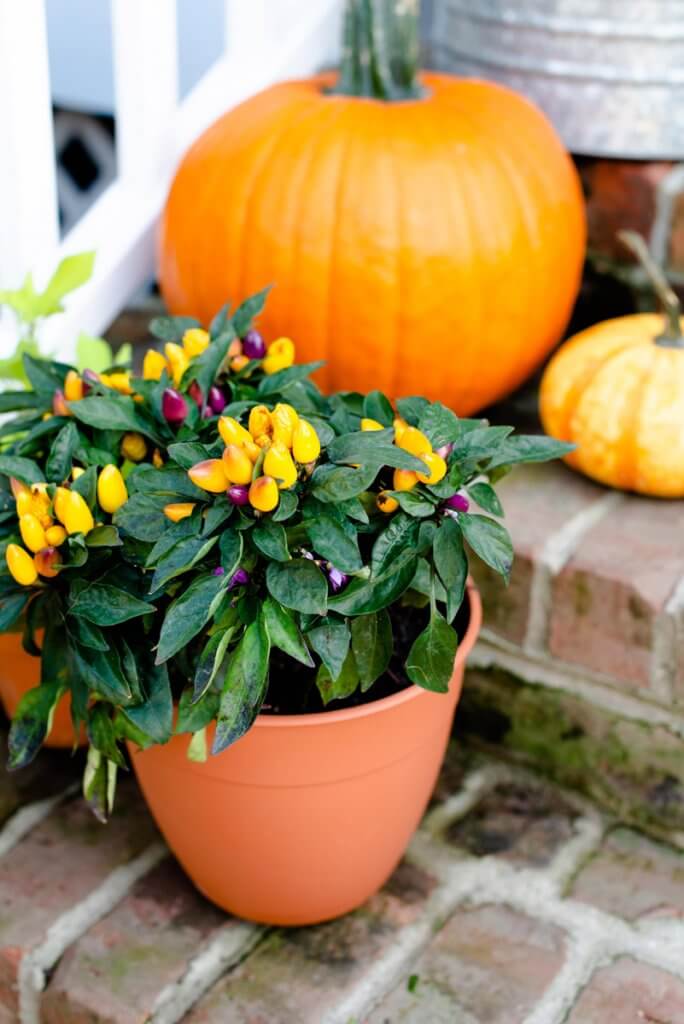 pumpkin and plant