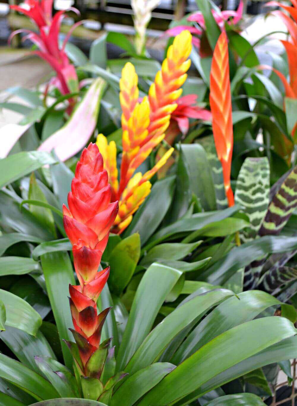 Bromeliads: Planting and Caring for Bromeliad Plants | Raleigh NC