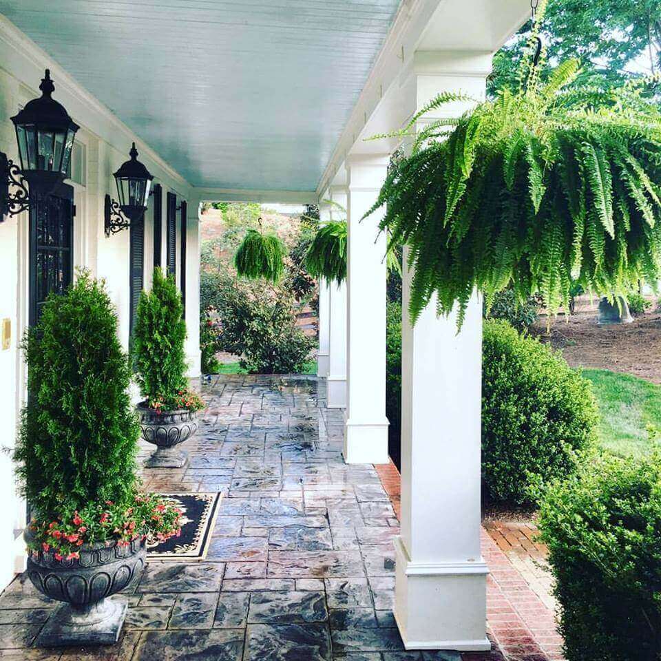 ferns on a front porch