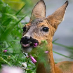 Deer eating flowers from garden