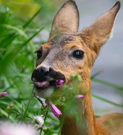 Deer eating flowers from garden