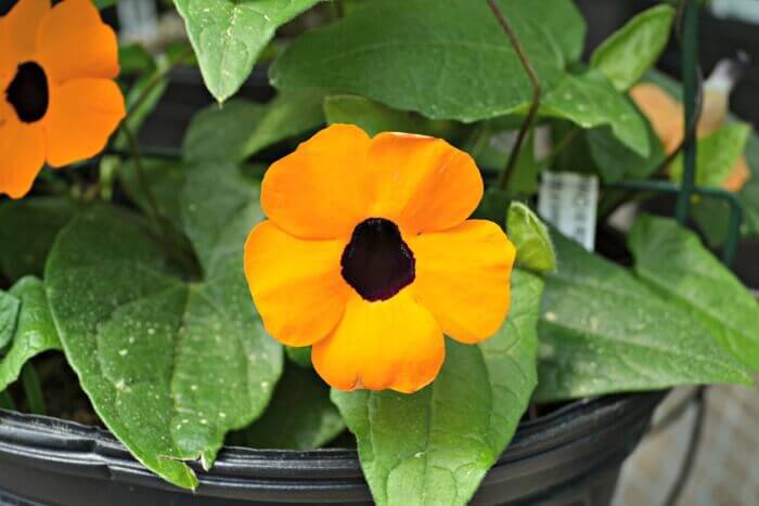 black eyed susan vine hanging basket