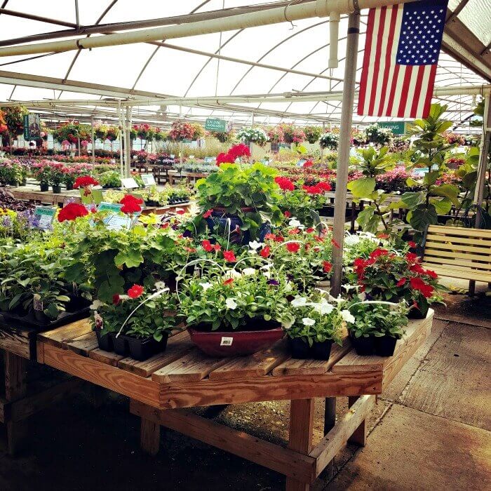 Best of Red White And Blue Flower Bed