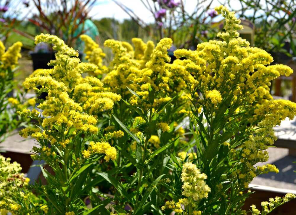 tall perennial flowers