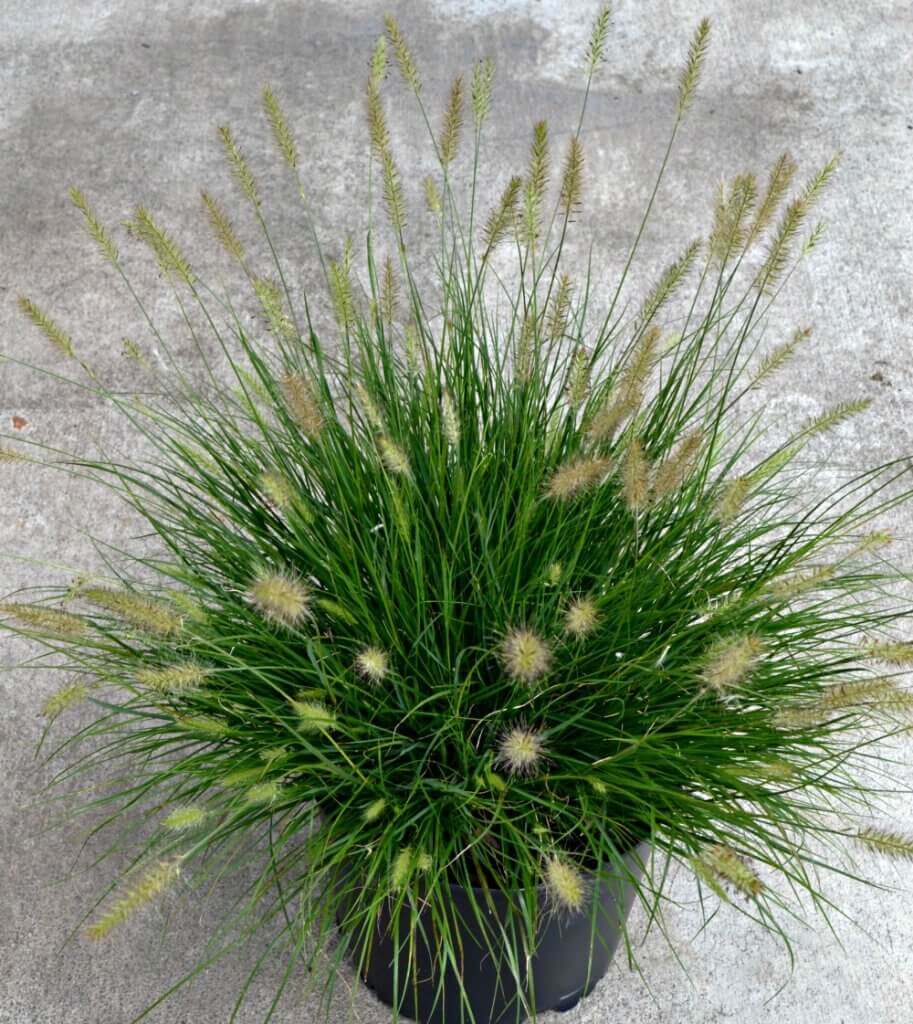 dwarf fountain grass