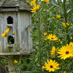 sunflowers surrounding a birdhouse