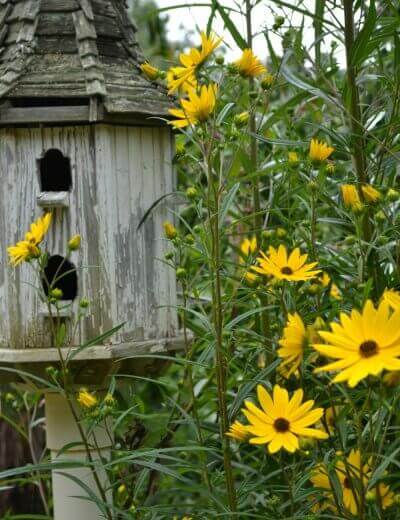 sunflowers surrounding a birdhouse