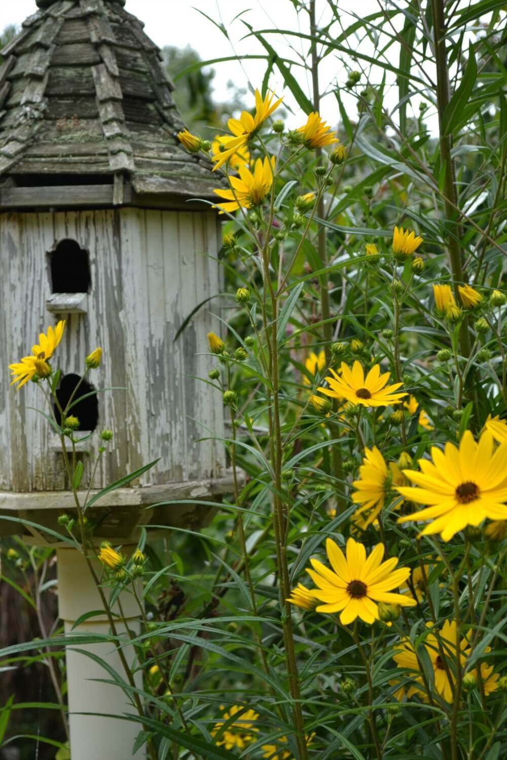 tall perennial flowers