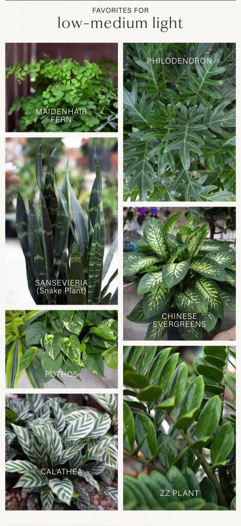 Light Levels for Houseplants | Fairview Garden Center