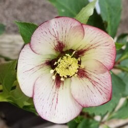 white and pink hellebore