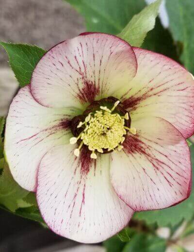 white and pink hellebore