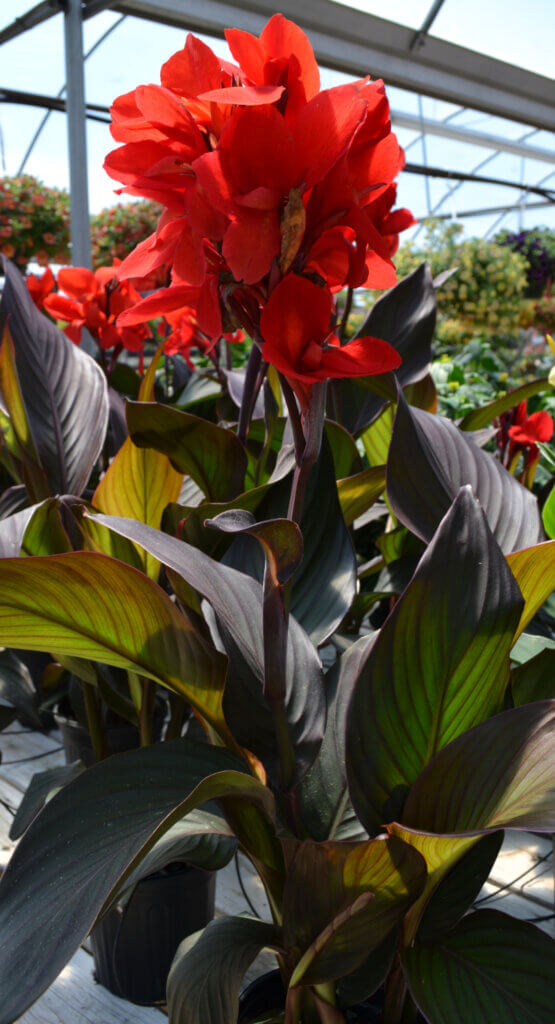 Canna Lily, Fairview Garden Center