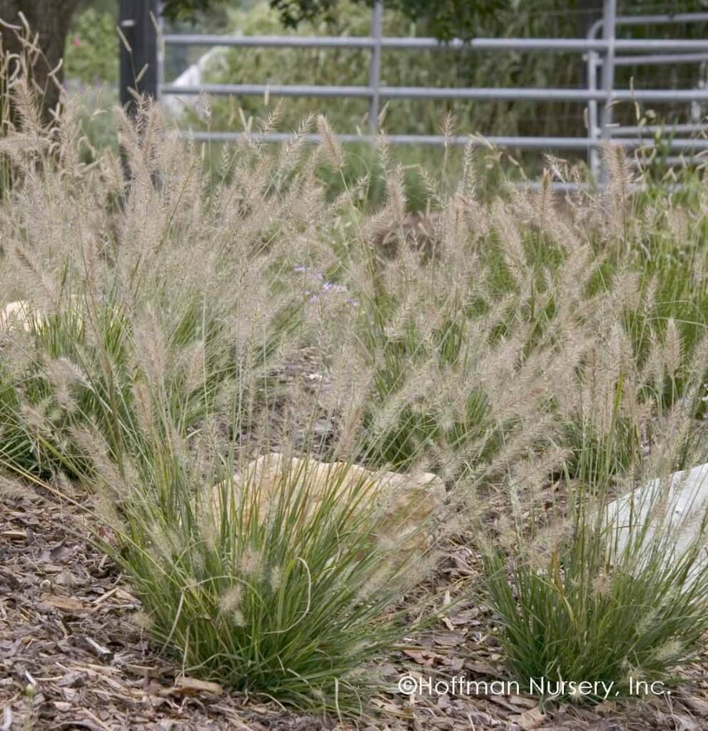 Dwarf Ornamental Grass