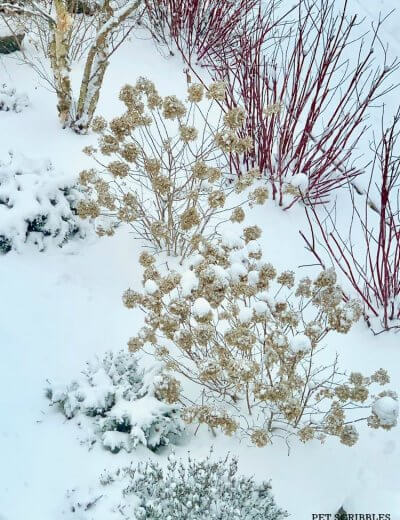 snowy winter garden