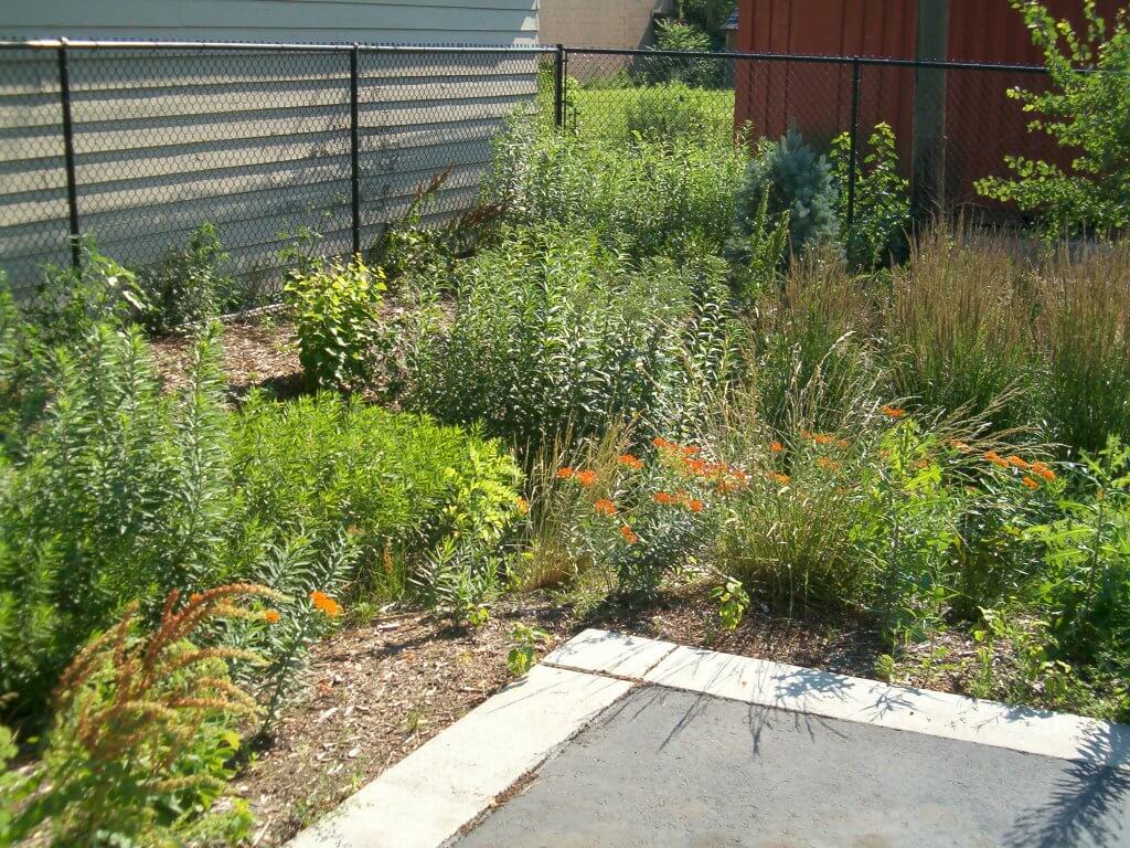 plants in rain garden