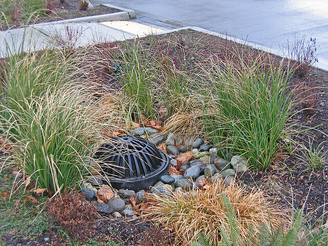 water drain in rain garden