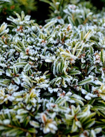 winter frost on plants