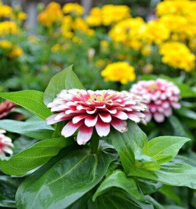 Marigolds