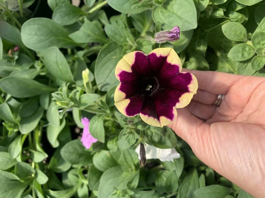 purple and yellow petunia