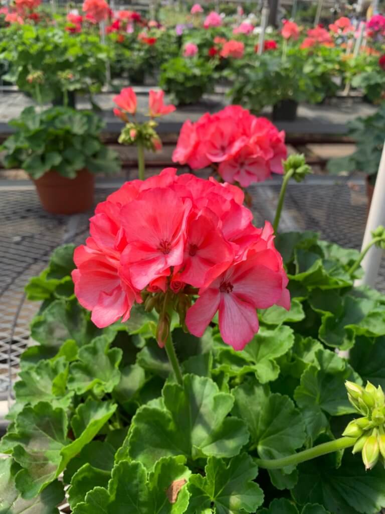 red geranium