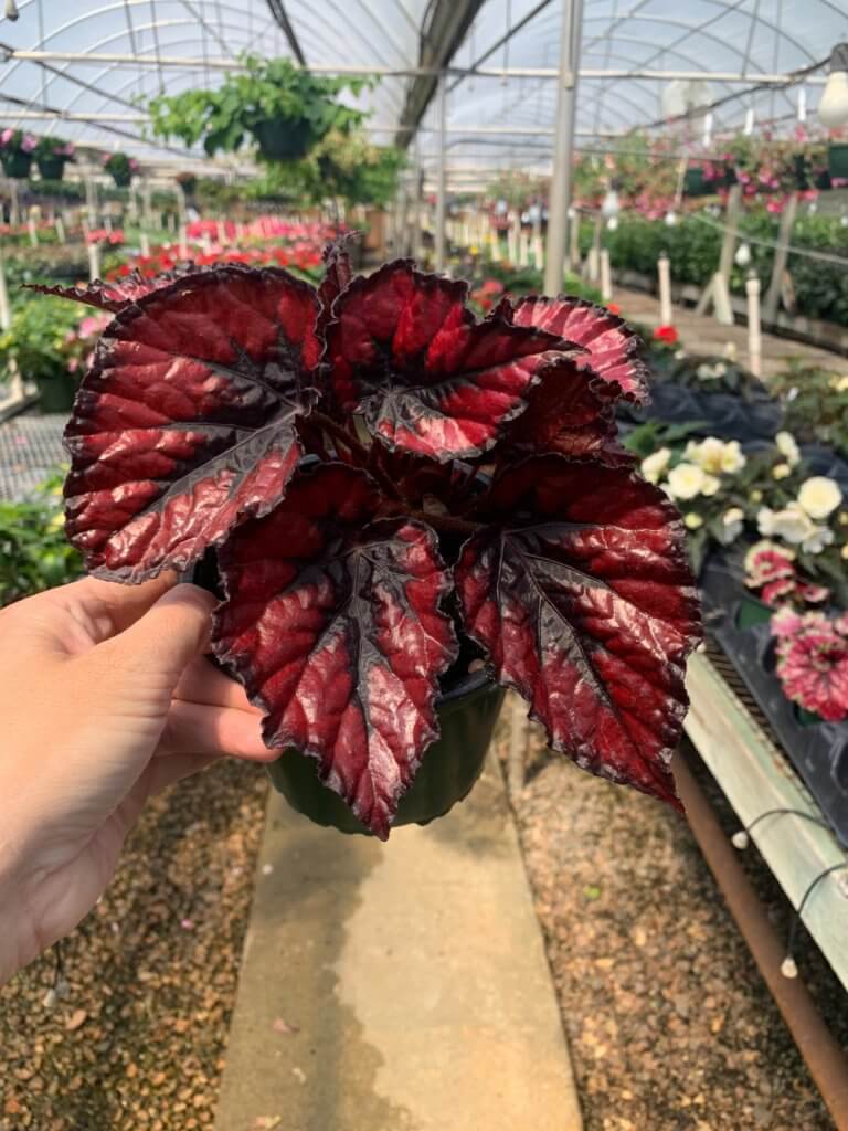 red begonia