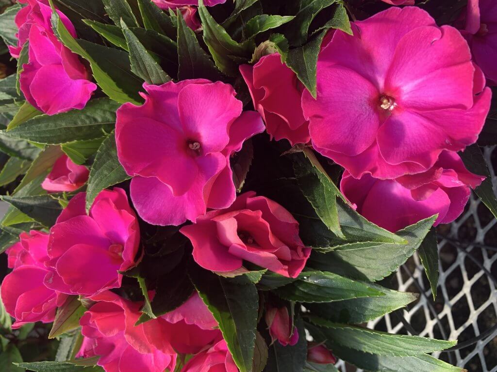 new guinea impatiens