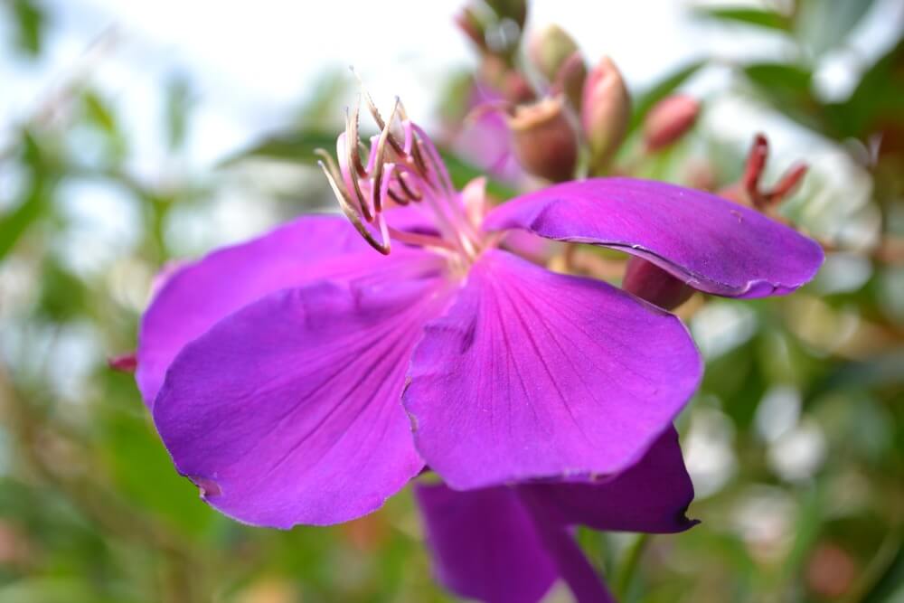 purple tibouchina