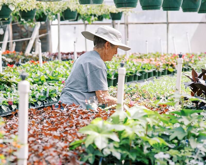 older woman organizing plants in a greenhouse