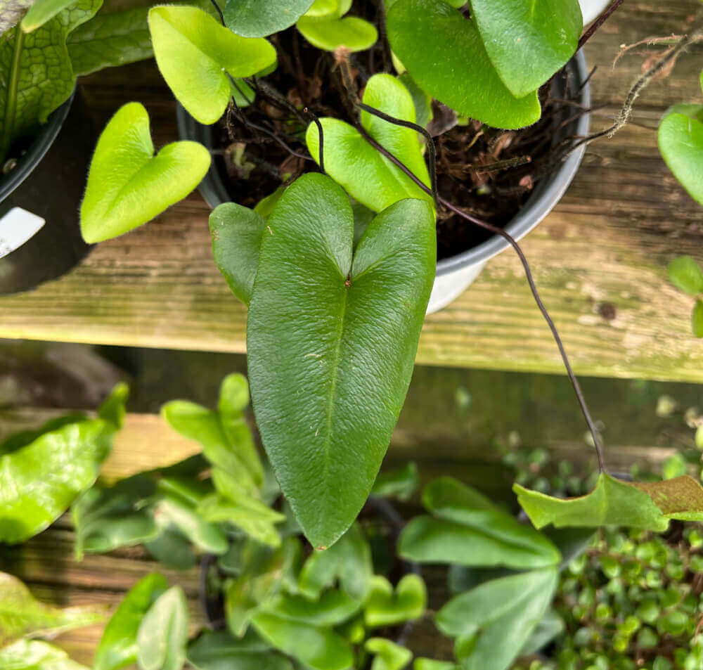 Plant Bush With Hanging Vines Of Green Variegated Heartshaped