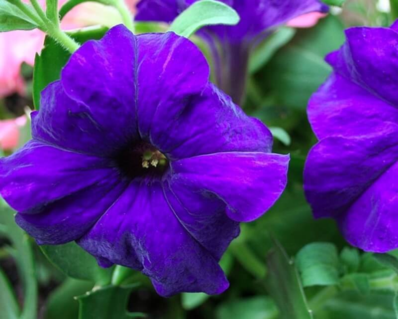 up close image of a purple annual flower