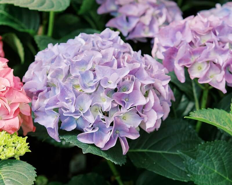 up close image of a flower