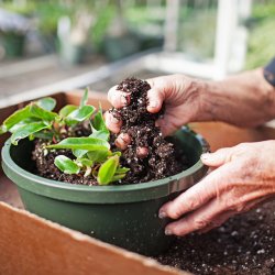 soil and plant in container