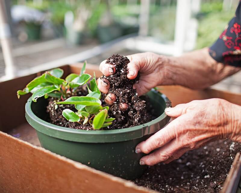 soil and plant in container