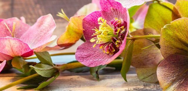 Hellebores Banner